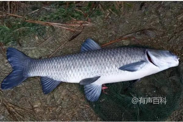 钓大草鱼的饵料制作方法：玉米饵料的制作技巧