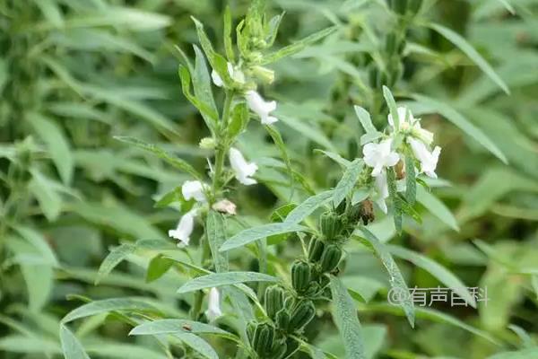 根据百度SEO规范，可以将文章标题修改为：“芝麻田广叶阔草防治方法及喷施灭草松等除草剂推荐”