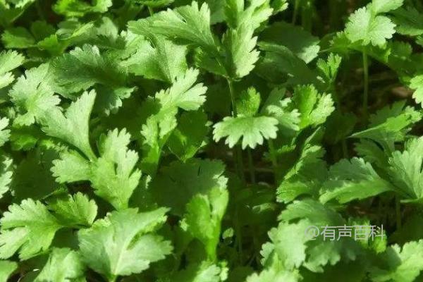 秋季香菜管理技巧：常规5-7天浇水一次