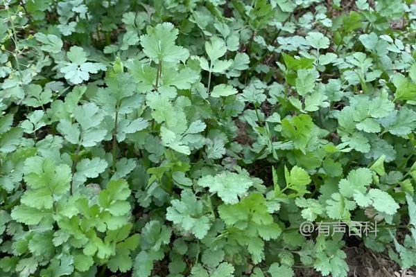 秋季香菜管理技巧：常规5-7天浇水一次