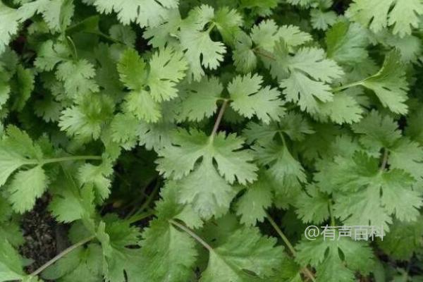 秋季香菜管理技巧：常规5-7天浇水一次