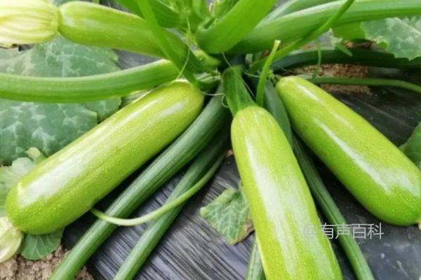 种植西葫芦的最佳时间是4-5月份