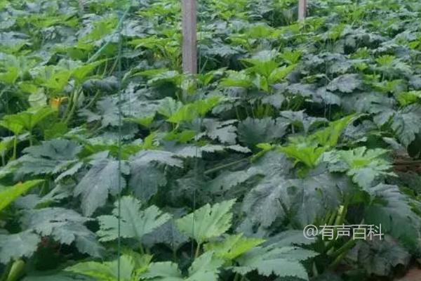 种植西葫芦的最佳时间是4-5月份