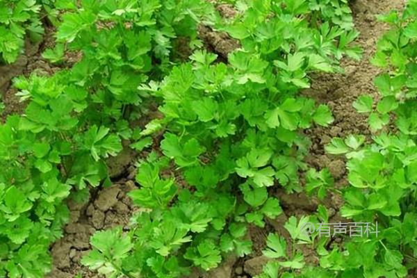 夏天如何在家种植香菜，适合在阳台上撒播