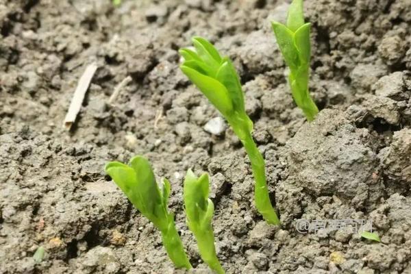 豌豆种子价格及种植技巧分享