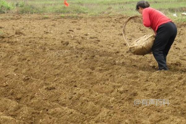 豆角结荚阶段应该如何施肥