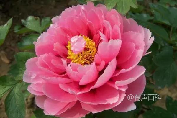 1. 红掌花：十种室内富贵花卉之首，寓意繁荣昌盛，红掌花能有效吸收有害物质；
2. 金钱草：又名招财草，意味着财源广进、财运亨通；
3. 铁树：植株叶片为光亮翠绿，寓意身体健康、财运频进；
4. 幸运竹：绿色竹叶、垂盆竹、五福竹等阳台必备，代表福禄寿喜、五福临门；
5. 兰花：品类丰富、色彩多样，象征高贵精神、达官显贵、遇贵人、福寿绵长；
6. 仙人掌：因其长期不需浇水怎样爱怎样养，寓意干坚忍耐，财源滚滚；
7. 君子兰：又名铁皮、血叶等，意味着君子风度、健康长寿；
8. 万年青：也叫喜鹊树、宝树、假梅花等，预示生命长久、家康业盛；
9. 财神爷：色彩鲜艳、形象真实，代表财富滚滚、财神相伴；
10. 吉祥三丰草：又称吉丰草、吉竹草，谐音吉祥三福，让好事成三。