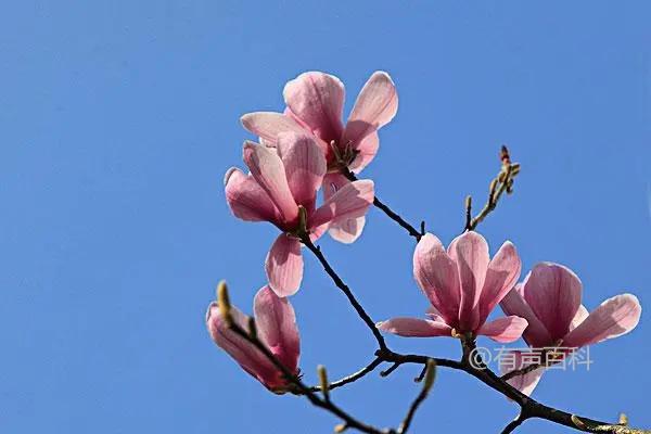 巴西玉兰花种植技巧，巴西玉兰花养殖全攻略