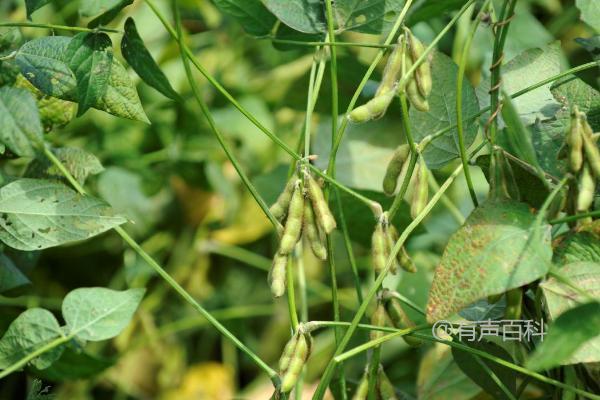 黄豆生长周期及生长过程介绍