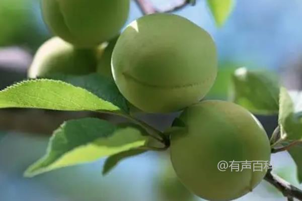 青梅上市的季节是什么？