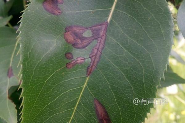 梨树黑斑病症状及果实斑点信息