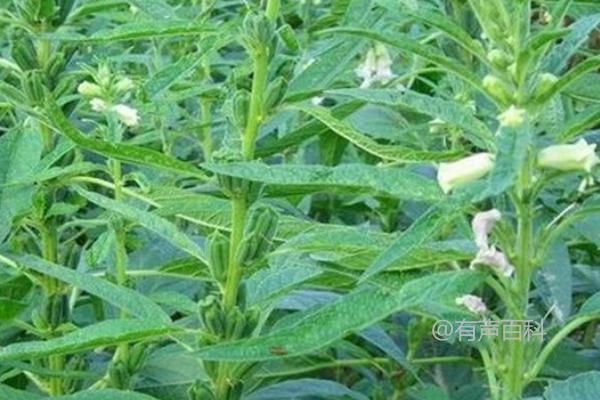 当涉及到修改文章标题以符合百度SEO规范时，以下是一些建议：

原始标题：芝麻花叶病的症状，有的出现花叶

建议修改后的标题：芝麻花叶病症状及其表现详解