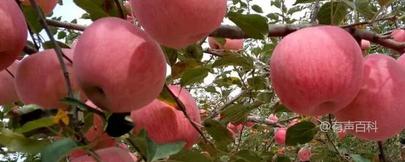 洛川苹果成熟时间一般是9-10月份