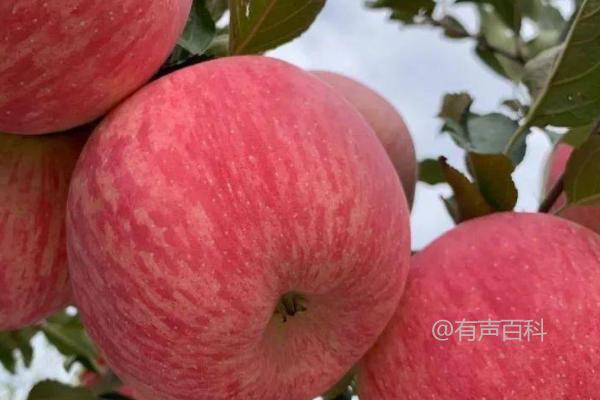 洛川苹果成熟时间一般是9-10月份