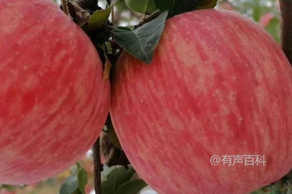 洛川苹果成熟时间一般是9-10月份