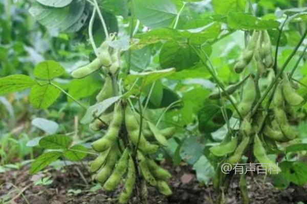 大豆荚为何不饱满？后期养分不足或长期干旱可能是原因