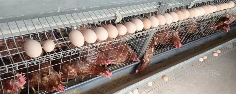 三年母鸡还会产蛋吗？产蛋数量会受影响吗？