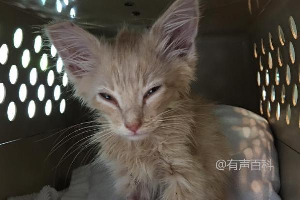 猫脱水症状：如何识别皮肤干燥问题并加以恢复