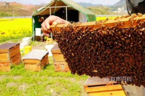 养蜜蜂如何避免飞走，控制蜂王防止蜜蜂逃逸