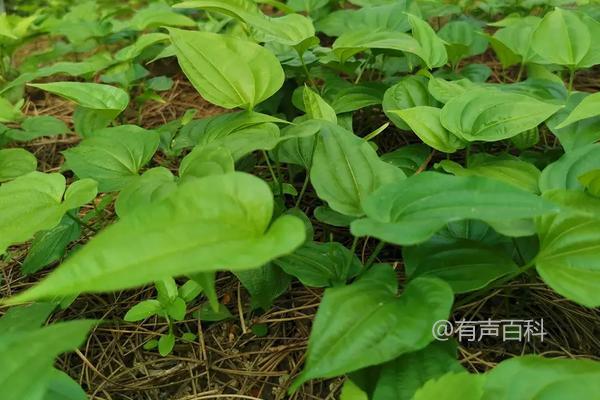 种植百部树的方法及种植前景展望