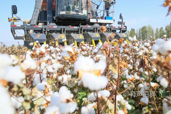 如何有效减少棉花花蕾掉落，完善病虫害防治措施