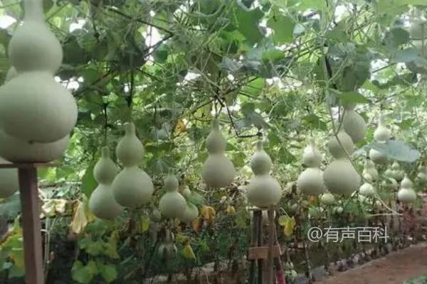 根据百度SEO规范，可以将标题修改为：“葫芦种植管理技巧：甩蔓前如何正确引蔓上架”