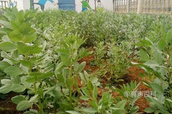 蚕豆种植与施肥技巧：生长过程中的磷肥和钾肥用量。