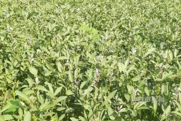 蚕豆种植与施肥技巧：生长过程中的磷肥和钾肥用量。