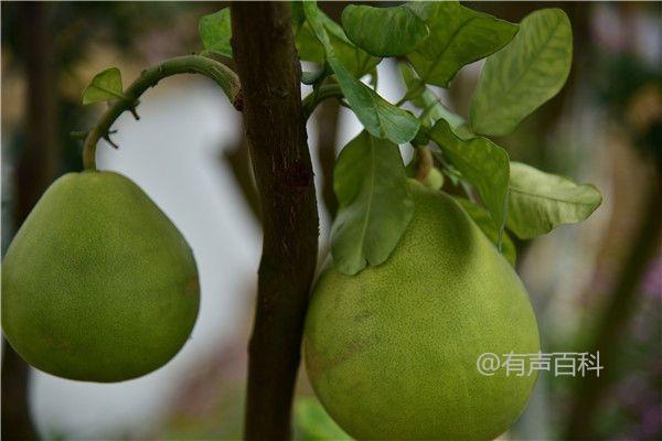 种植柚子树的方法与时间，打造健康的柚子树