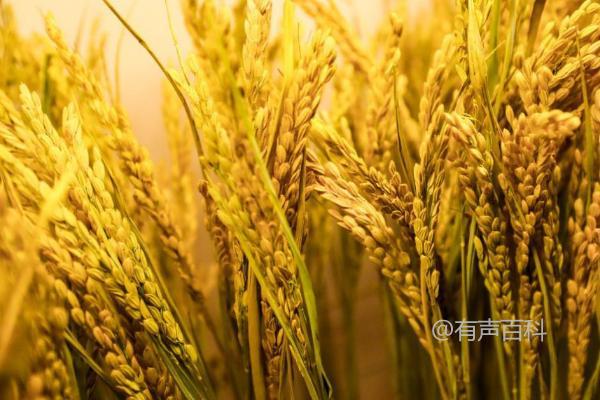 广优4856水稻品种介绍及稻飞虱等病虫害防治