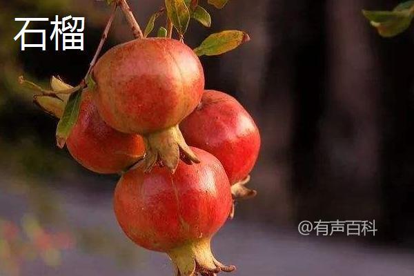 石榴与番石榴有何区别？形态、口感、食用方法均不同