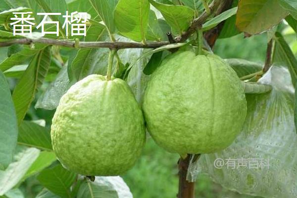 石榴与番石榴有何区别？形态、口感、食用方法均不同