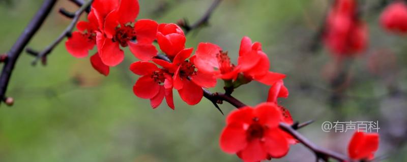 红梅是落叶植物还是常绿植物？梅花在中国历史