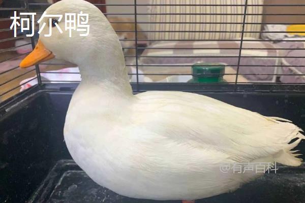 柯尔鸭与普通鸭的区别详解