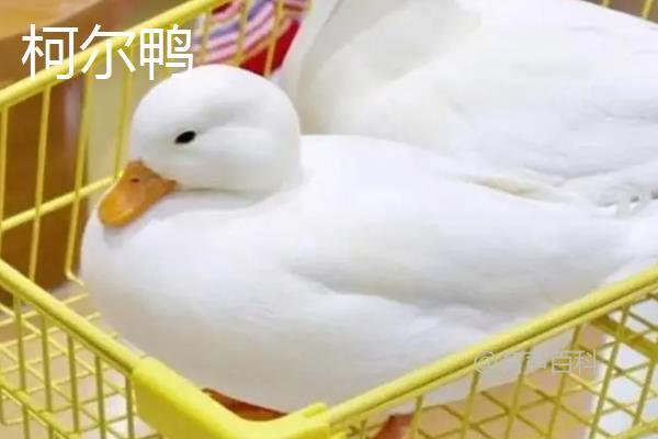 柯尔鸭与普通鸭的区别详解