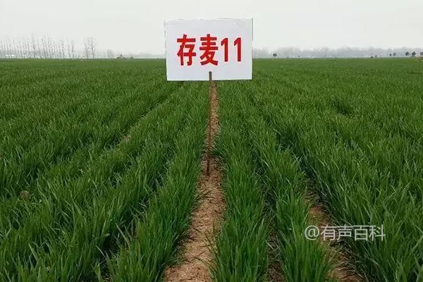 "矮杆高产大穗小麦品种" 百度SEO优化标题修改建议：
"高产大穗矮杆小麦品种有哪些"
