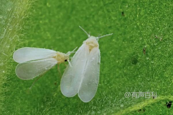 吡虫啉治白粉虱效果如何