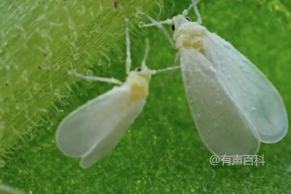 吡虫啉治白粉虱效果如何