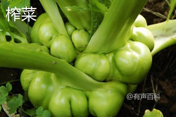 儿菜和榨菜有什么区别？