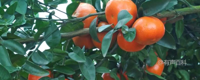 目前最美味的四种柑橘果品