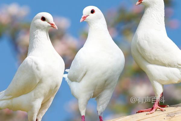 鸽子身上寄生虫怎么处理，如何选择驱虫药进行清除