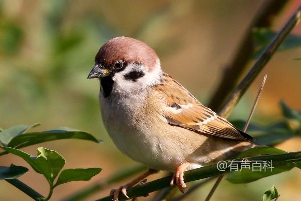 如何养活麻雀，合适小麻雀的人工喂养方法