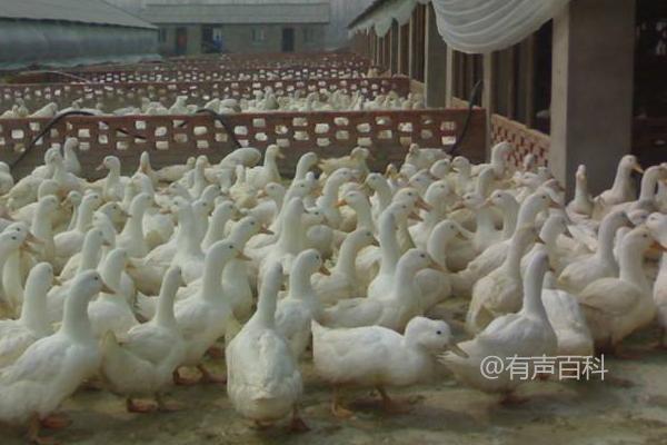 肉鸭养殖技术，选择育肥能力强的品种