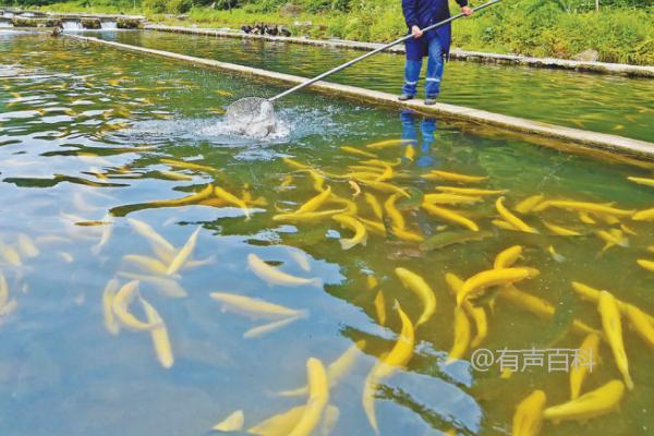 冷水鱼在30度水温下是否会生存？短期适应可行，长期存活困难