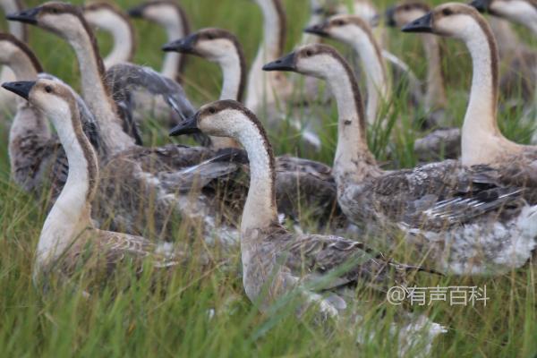 养殖大雁需要办理哪些证件？