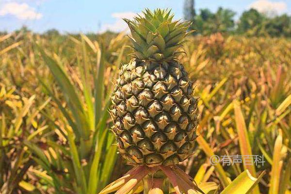 凤梨种植技术及病害防治指南