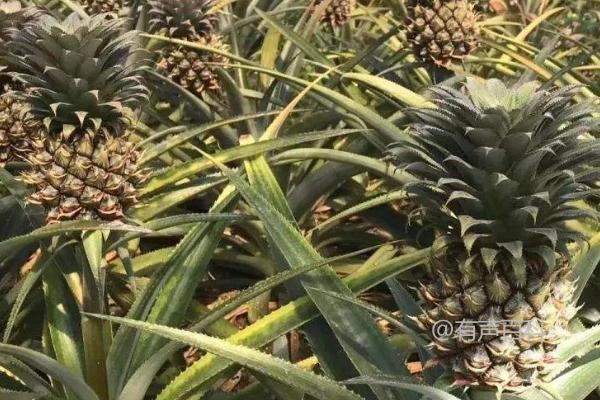 凤梨种植技术及病害防治指南