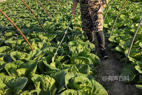 对于白菜烂根烂心，可以使用多菌灵等药物进行防治。