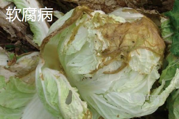 对于白菜烂根烂心，可以使用多菌灵等药物进行防治。