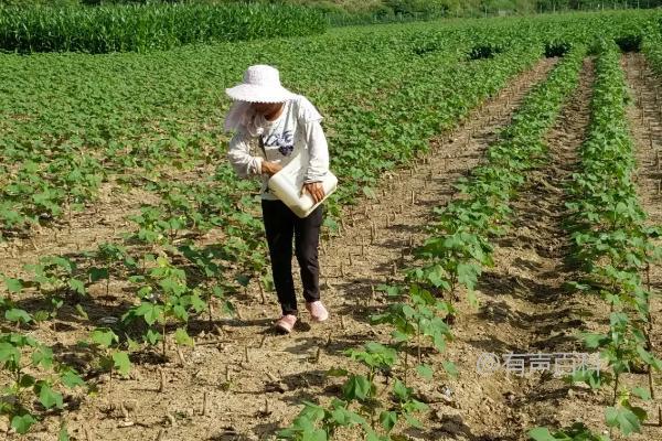 棉花种植的方法及步骤